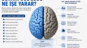 Beynin sol lobu ne işe yarar?