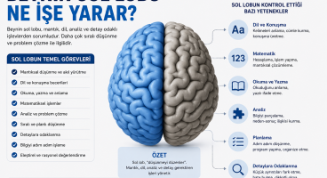 Beynin sol lobu ne işe yarar?